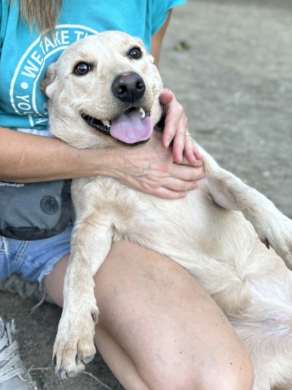Pet Photo