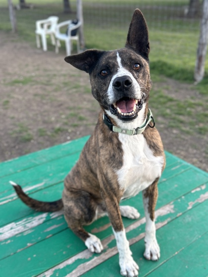 Pet Photo