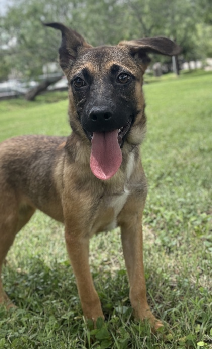 Pet Photo