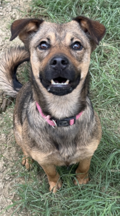 Foto de mascota