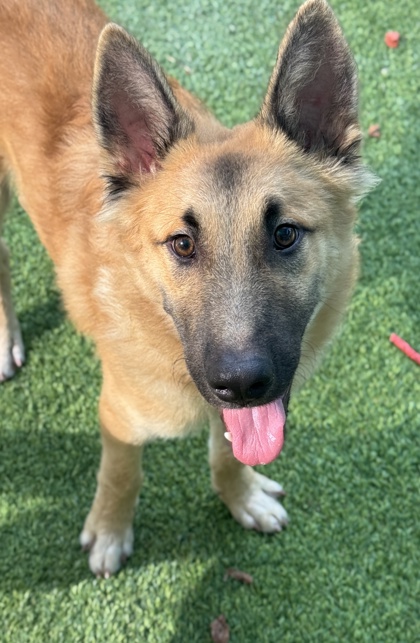 Pet Photo