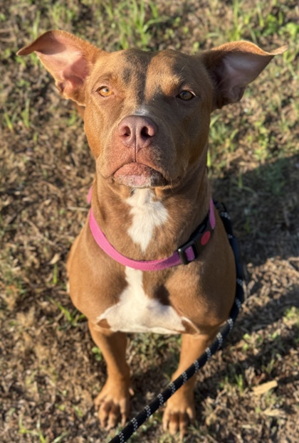 Pet Photo