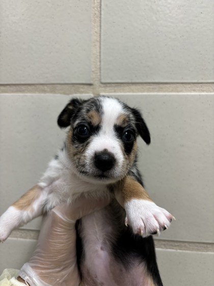 Pet Photo