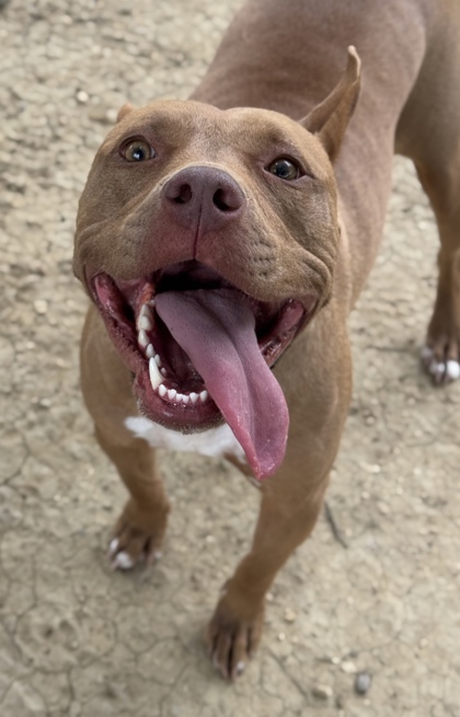 Pet Photo