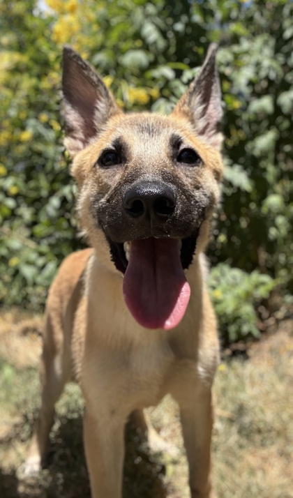 Pet Photo