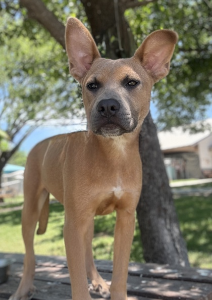 Pet Photo