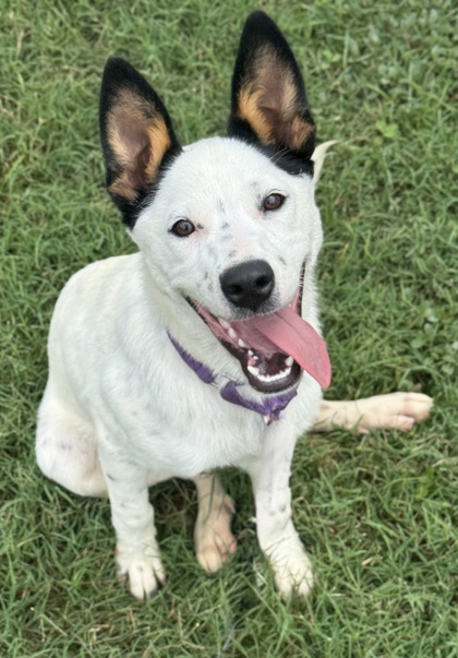 Pet Photo