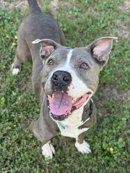 Pet Photo
