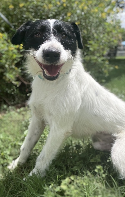 Pet Photo