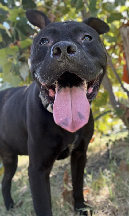 Pet Photo