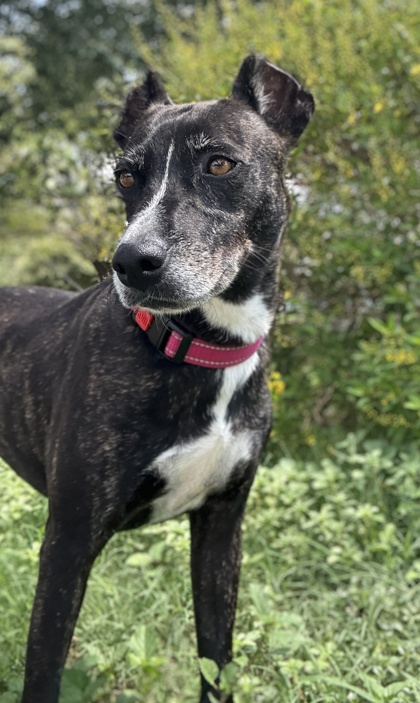 Pet Photo