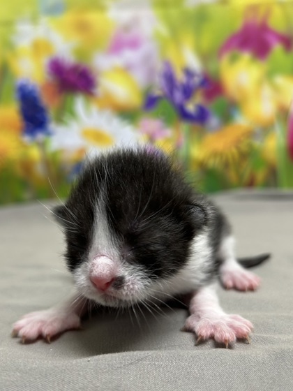 Pet Photo