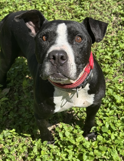 Pet Photo
