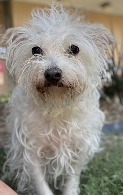 Pet Photo