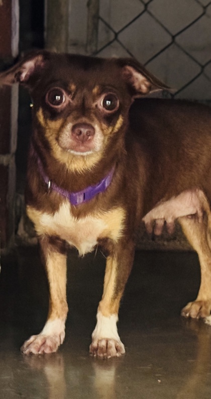 Pet Photo