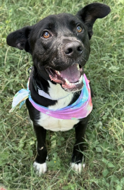 Pet Photo