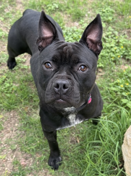 Pet Photo