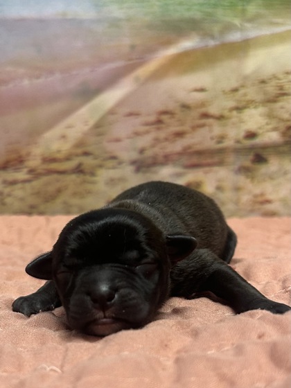 Pet Photo