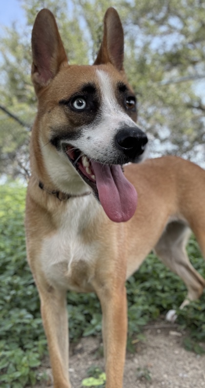 Pet Photo
