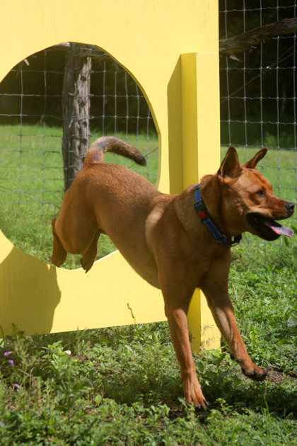Pet Photo