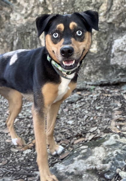Pet Photo