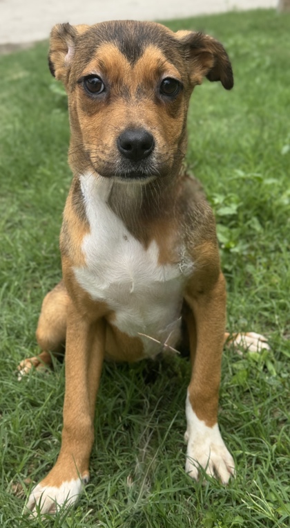 Foto de mascota