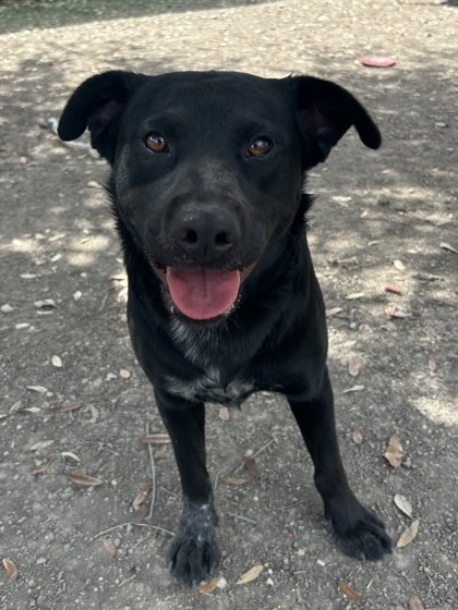 Pet Photo