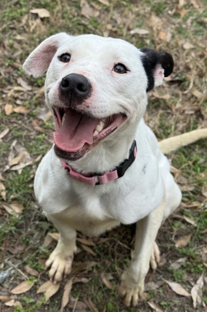 Pet Photo
