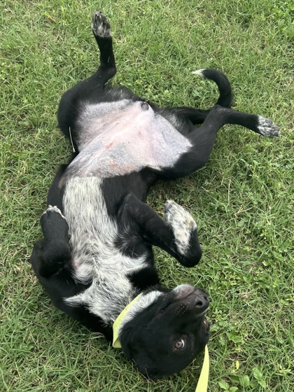 Pet Photo
