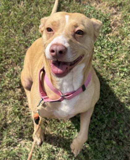 Pet Photo
