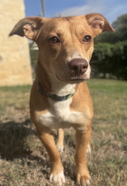 Pet Photo