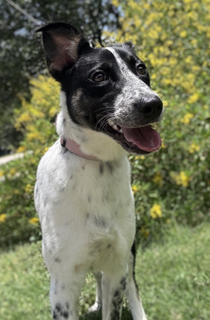 Pet Photo