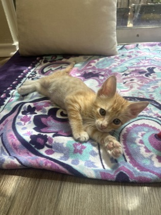 Pet Photo