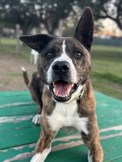 Pet Photo