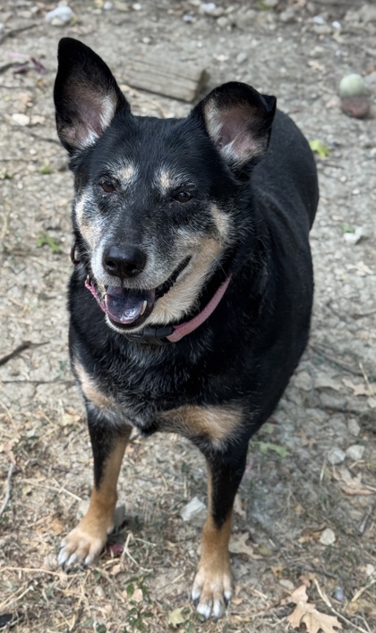 Pet Photo