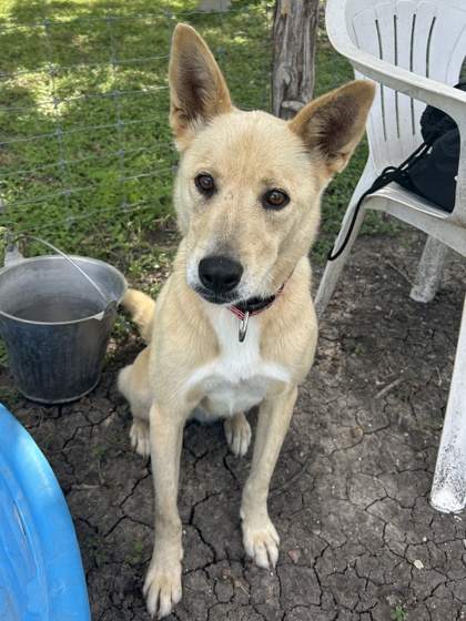 Pet Photo