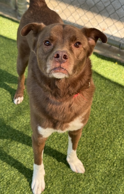 Pet Photo