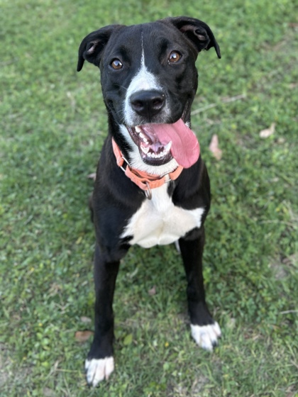 Pet Photo