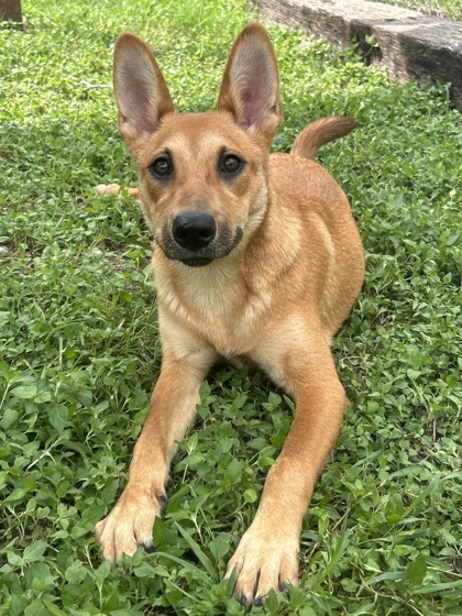 Pet Photo