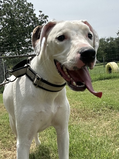 Pet Photo