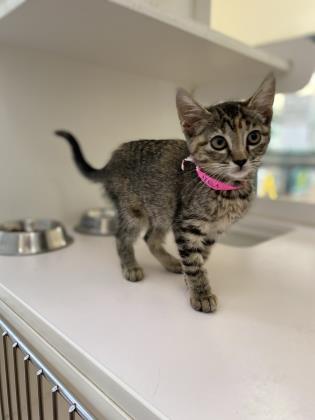 Pet Photo