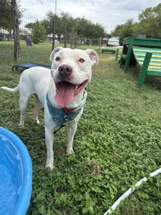 Pet Photo