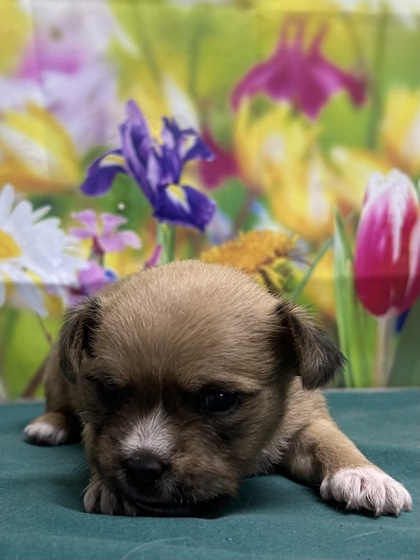 Pet Photo
