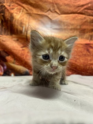 Pet Photo