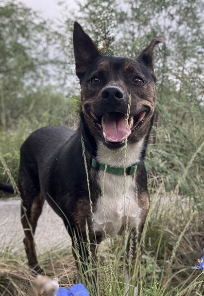 Pet Photo
