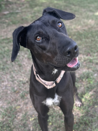 Pet Photo