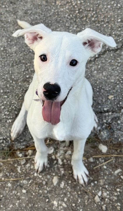 Pet Photo