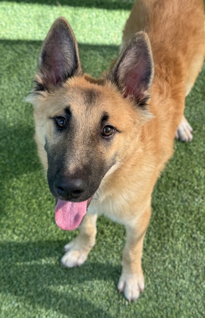 Pet Photo