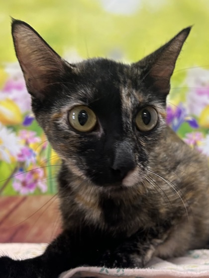Pet Photo