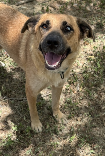 Pet Photo